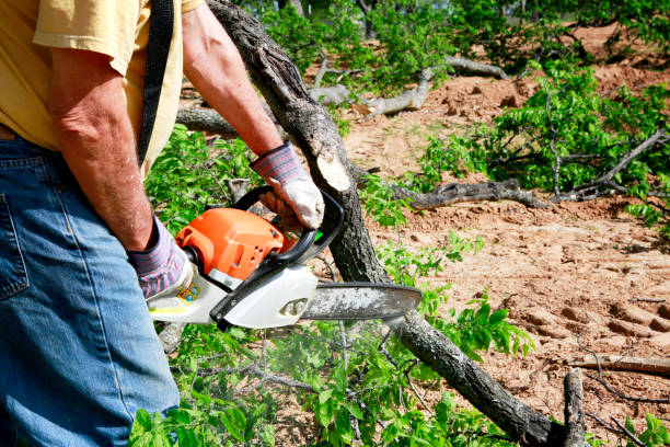 Best Tree Trimming Near Me  in Yuipa, CA